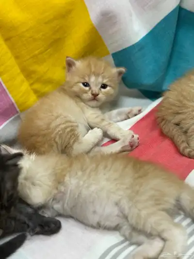 قطط للبيع 5