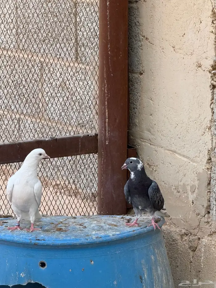 4 اجواز قطايف و عشه قطايف 14