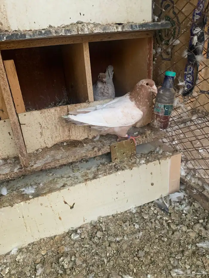 جوز فراشه معه فرخ جوز لاحم معه فرخين 6
