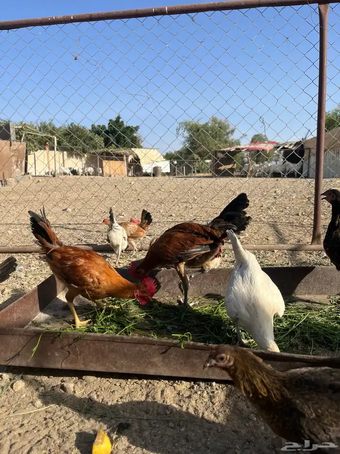 دجاج بلدي للبيع 8