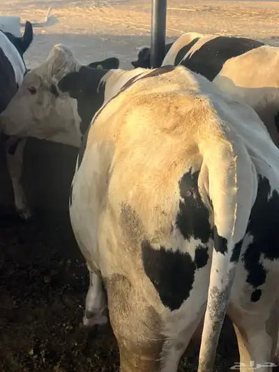 عجول هولندي اوزان فوق 300 3