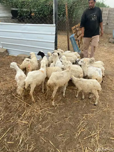 للبيع رخيل تربيه 0