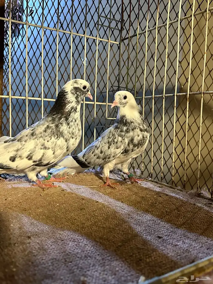 حمام قطيفي وبولندي 0