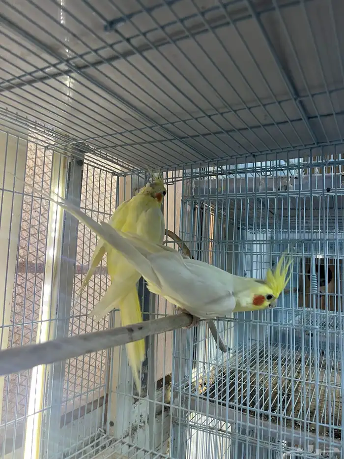 زوج كروان زوجين كروان للبيع 2