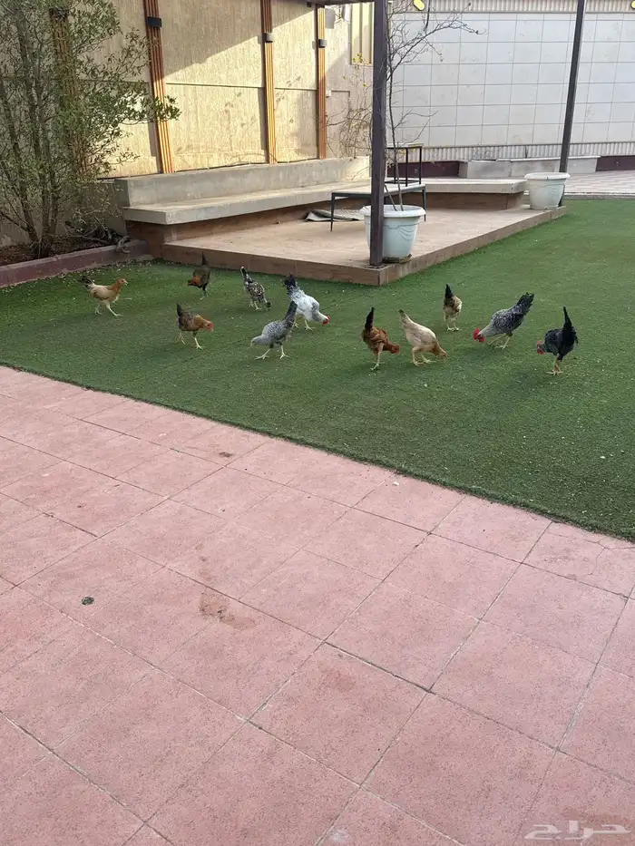 فروخ دجاج 1