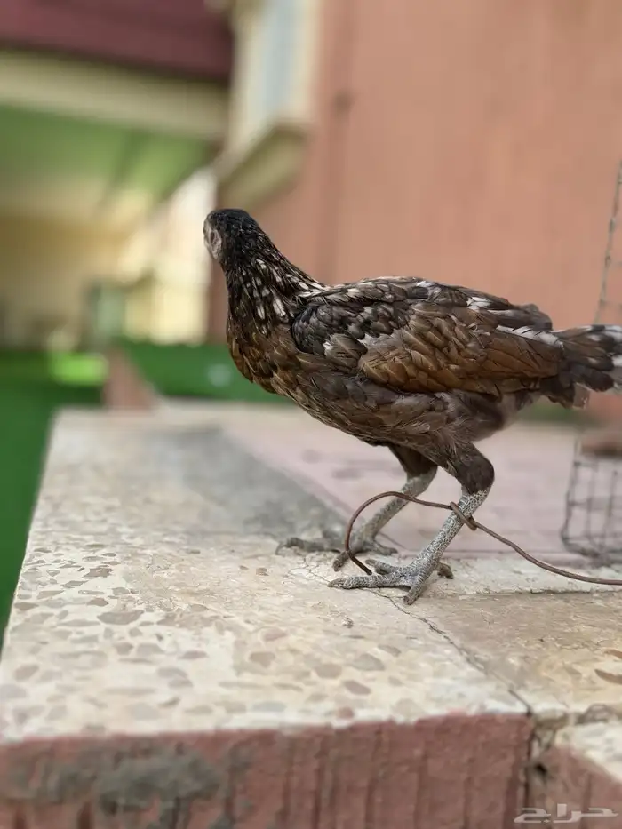 دجاج بلدي 13