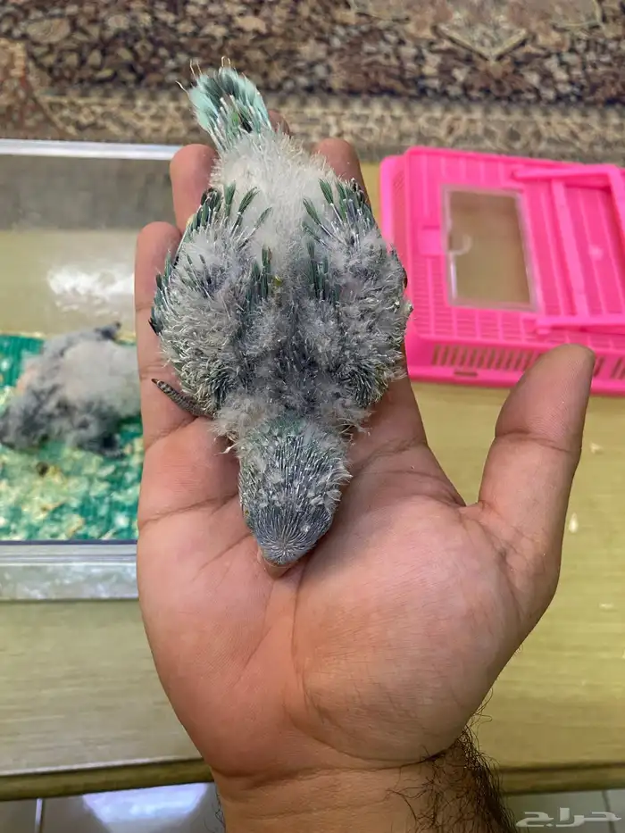 فروخ ببغاء كويكر ( تم البيع ) 11