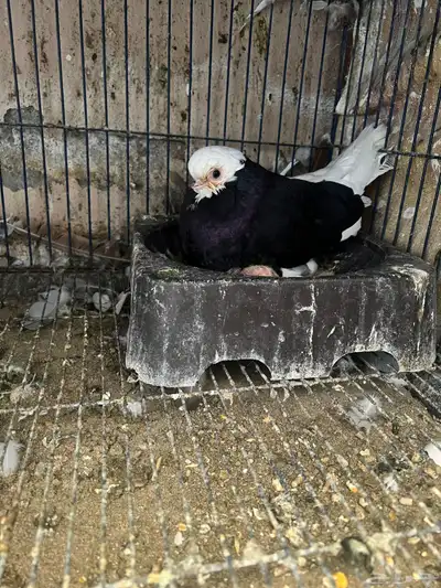 جوزين حمام زينة 5