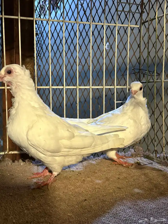 حمام قطيفي وبولندي 3