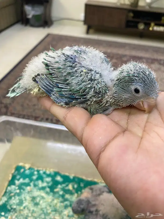 فروخ ببغاء كويكر ( تم البيع ) 4