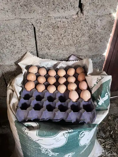 بيض براهما كولمبي دم صافي بيور 1