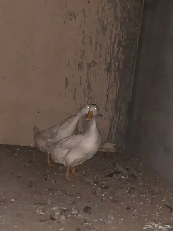 جوز بط بياض 0