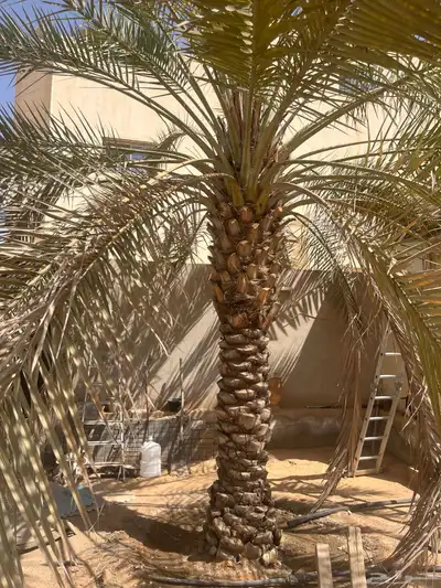 نخلتين للبيع 1