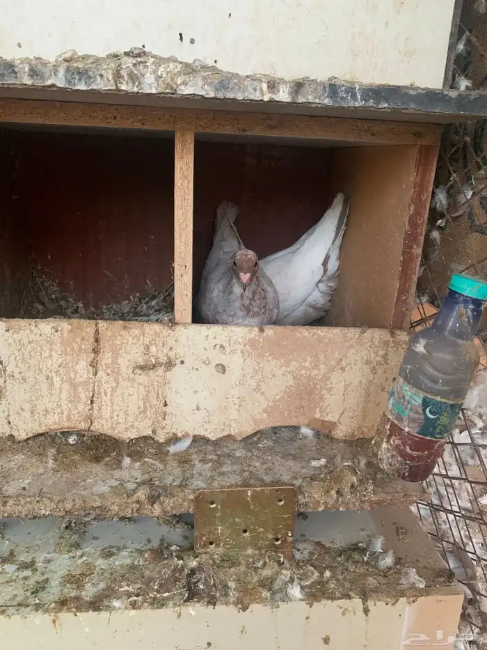 جوز فراشه معه فرخ جوز لاحم معه فرخين 9