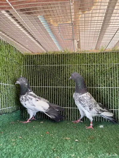 زوج فيروز بوري 4