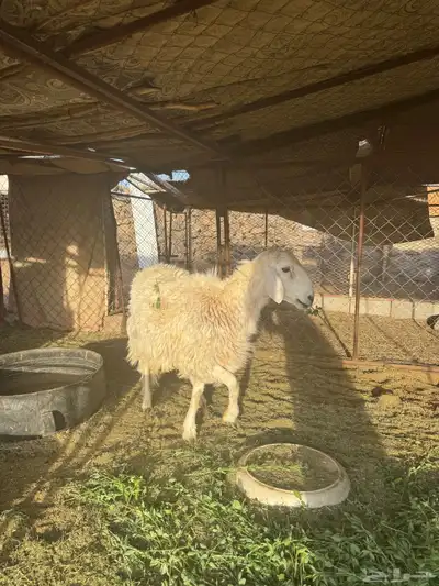 خروف حررري 2