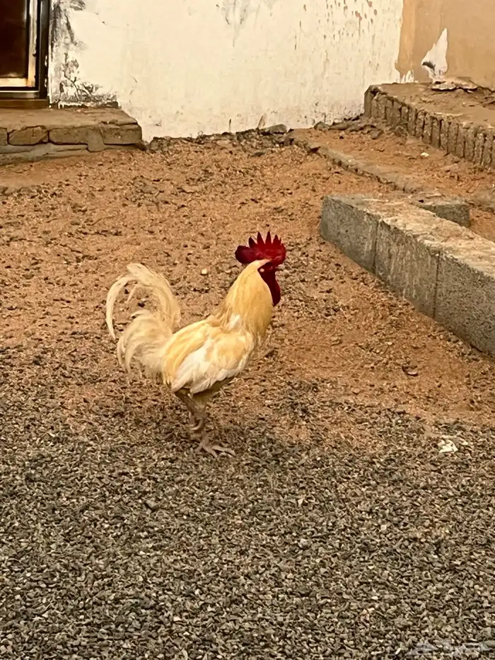 ديك بلدي فاخر 2