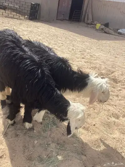 نجد خاروف و رخل نجديات 1