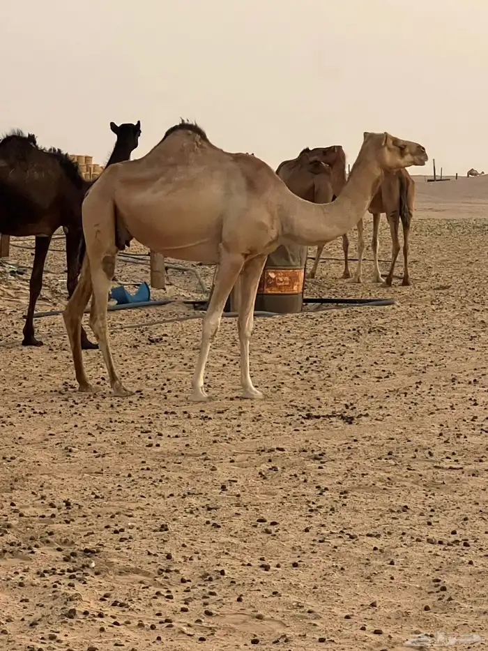 للبيع خفوت 0