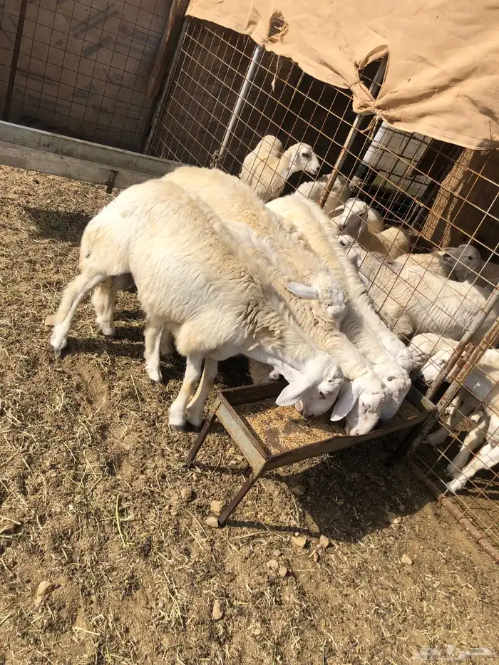 طليان جبره للبيع 2