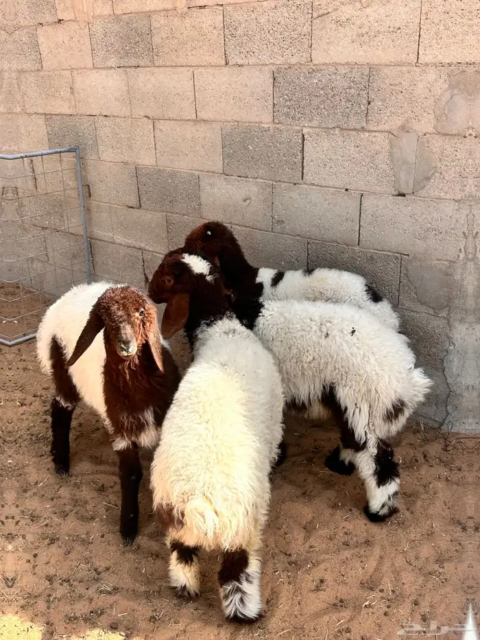 بهم نعيم 2