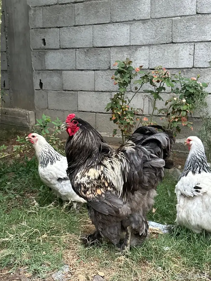 دجاج براهم 0