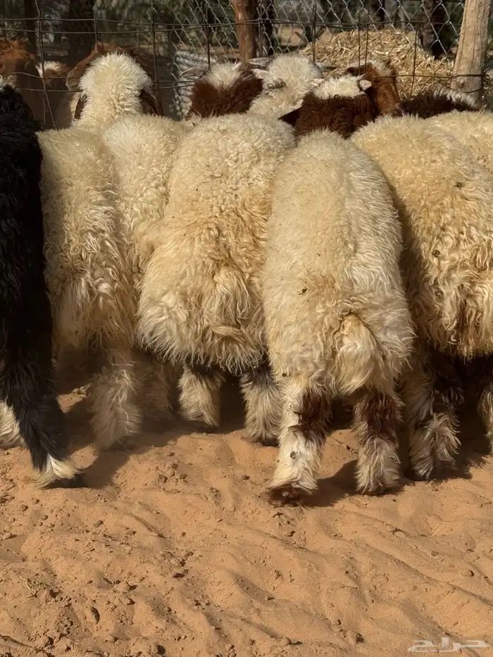 أغنام المزرعة 8
