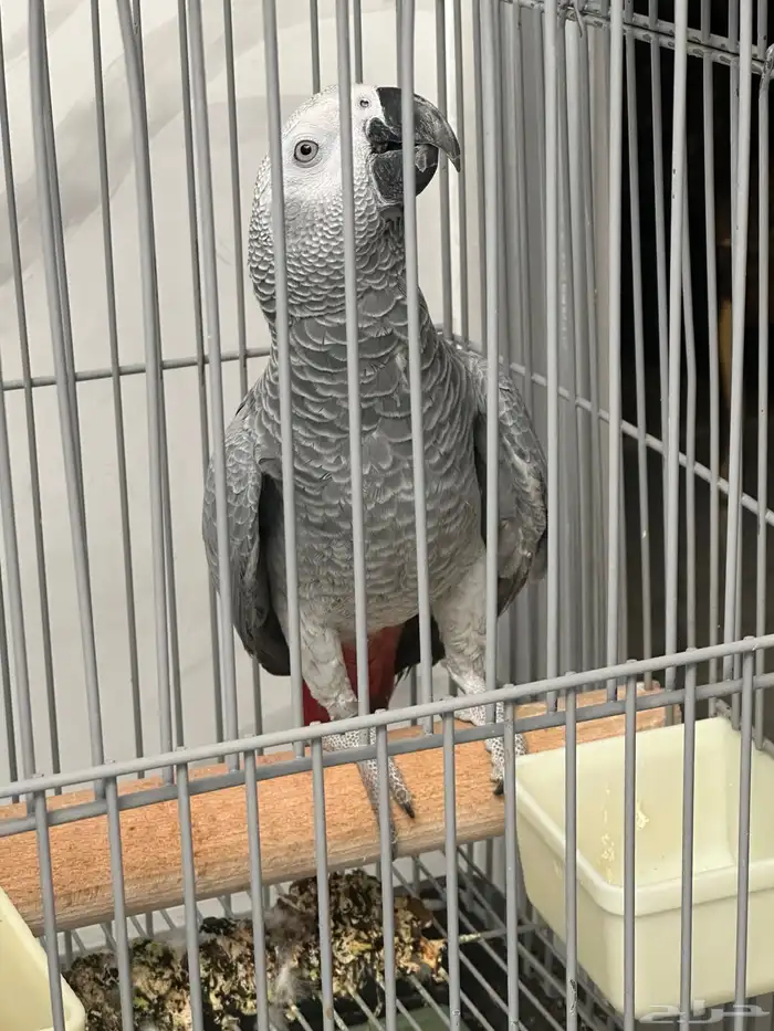 فرخ كاسكو دبل سوبر ( تم البيع ) 11