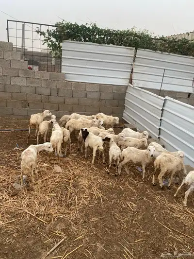 للبيع رخيل تربيه 1