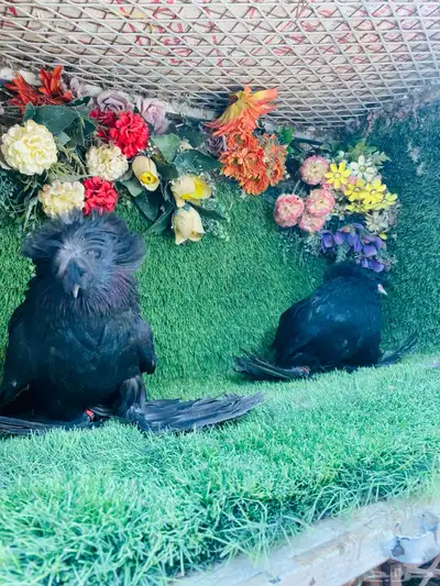 للبيع طبه بخاره اسود 3