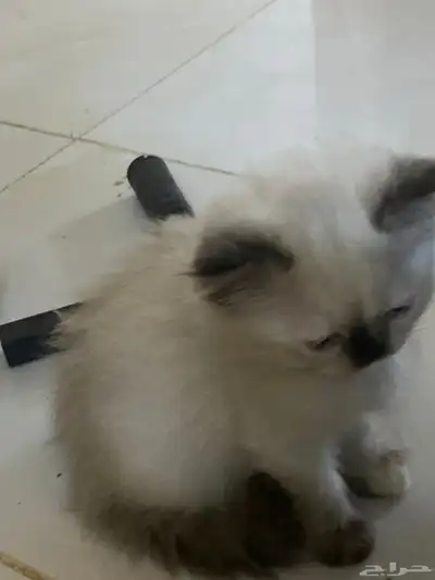 ثنتين كتنز 2