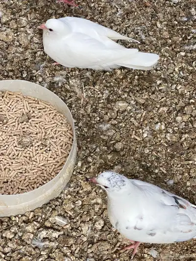 فروخ حمام مشكل 4
