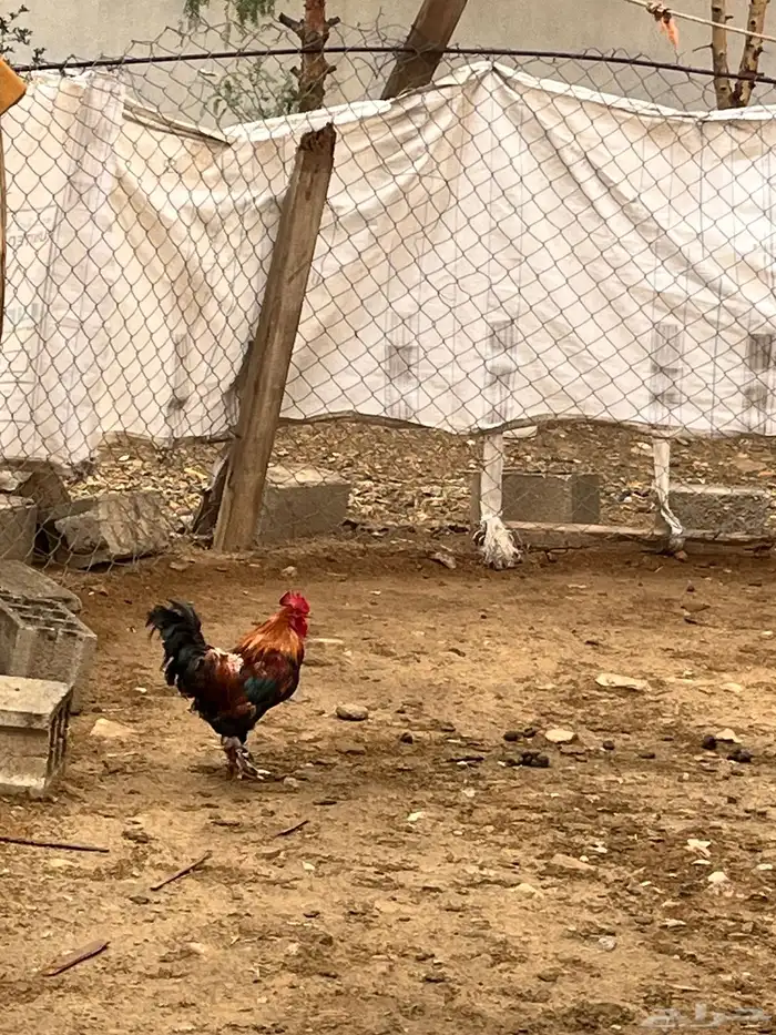دجاج 1