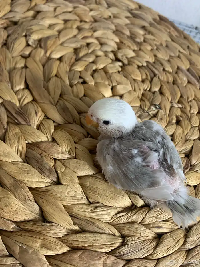 4 فروخ روز ( تم البيع ) 1