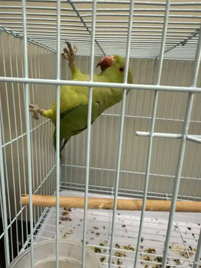 دره هندي أنثى 0