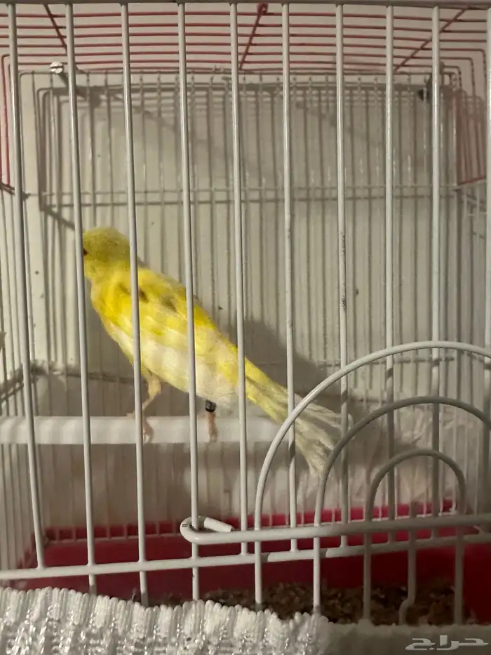 ذكر كناري سوري مغرد 2