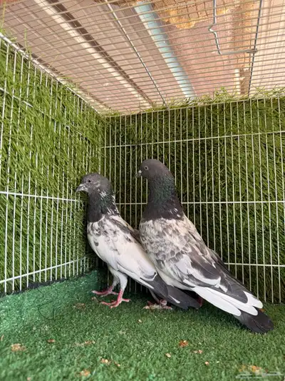 زوج فيروز بوري 1