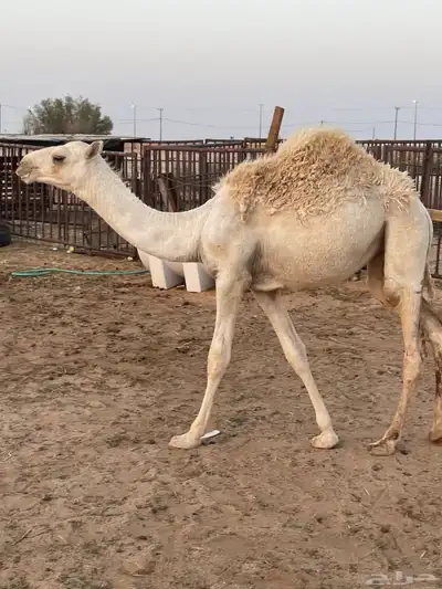 للبيع بكره طيبه 3