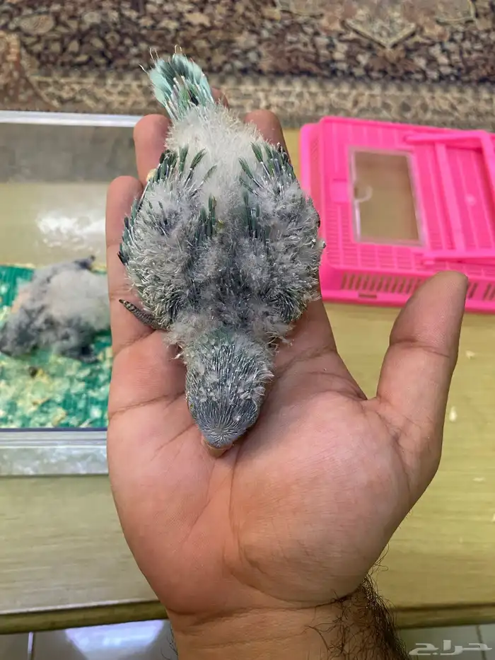 فروخ ببغاء كويكر ( تم البيع ) 8