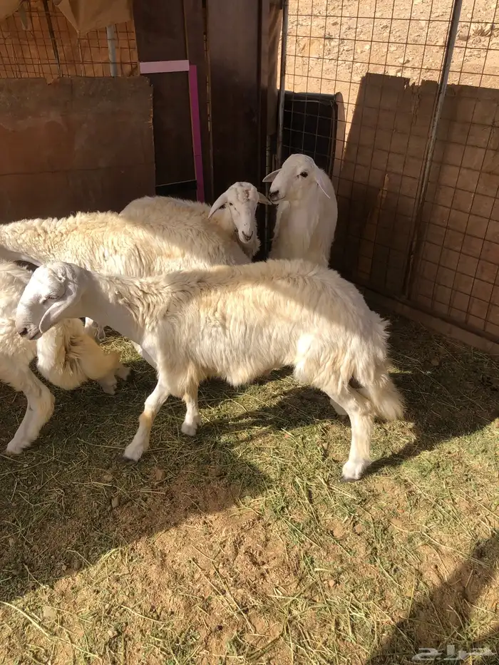 طليان جبره للبيع 0
