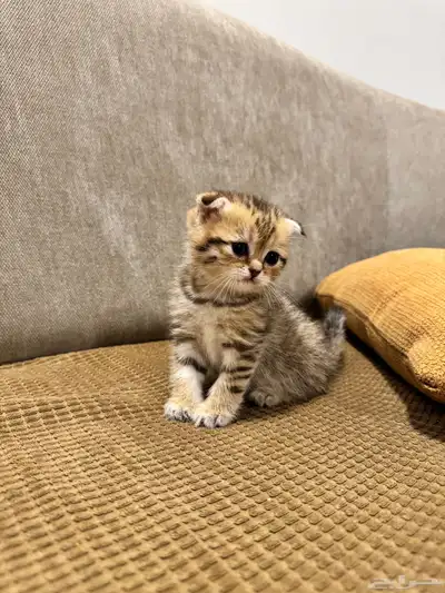 قطط كيتن سكوتش ستريت وفولد للبيع 10
