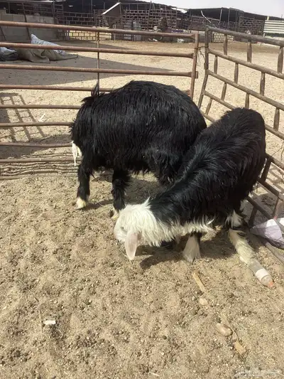 نجد خاروف و رخل نجديات 9