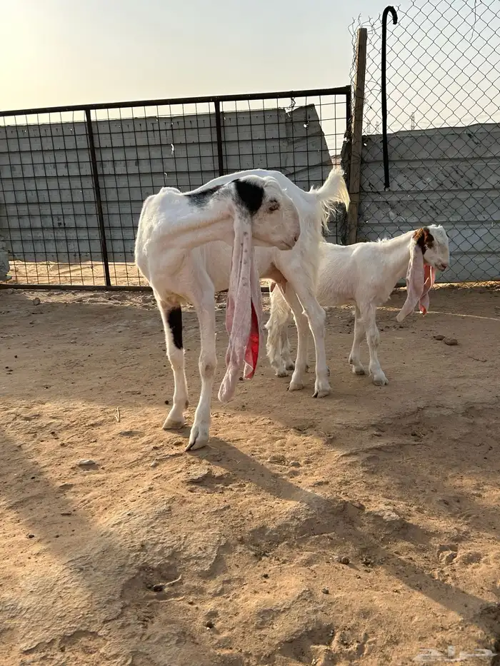 للبيع عنز هولنديه متبع 4