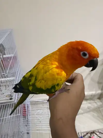 بغباء صن كنيور 1