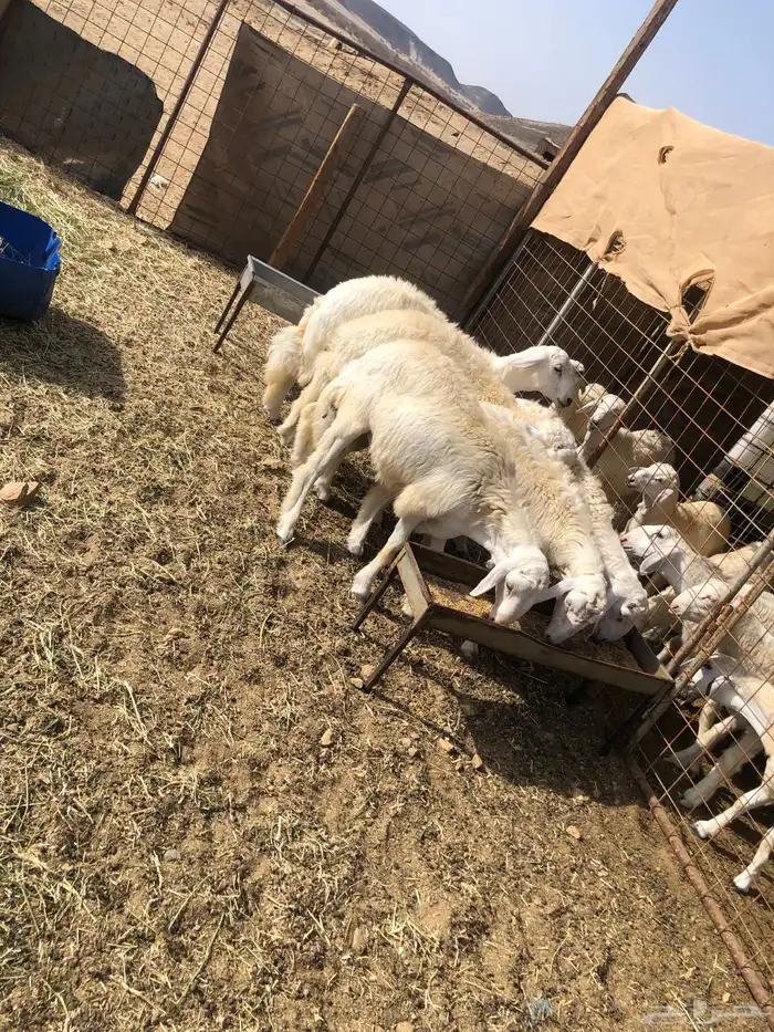 طليان جبره للبيع 1