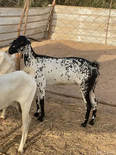 تم البيع 7