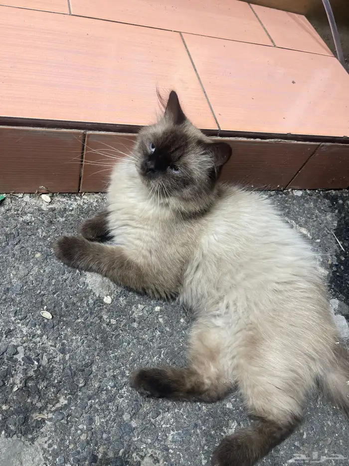 قطط 0