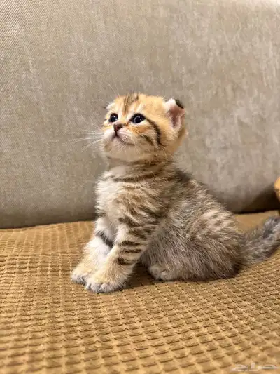 قطط كيتن سكوتش ستريت وفولد للبيع 12