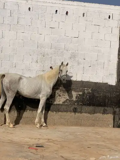 فرش شعبية شيخه للبيع 2