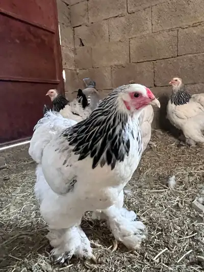 بيض براهما كولمبي دم صافي بيور 3